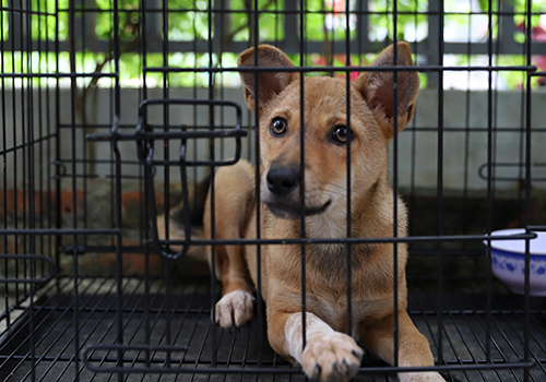 Người dân Đà Nẵng phải đảm bảo việc nuôi nhốt và đăng ký với chính quyền địa phương khi nuôi chó, mèo. Ảnh: Nguyễn Đông.