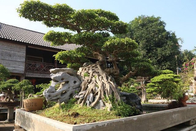  Cây sanh có chiều cao khoảng 1m8, đường kính thân 26cm, được ông Cường mua năm 2003 của một nghệ nhân chơi cây ở Nam Định. 