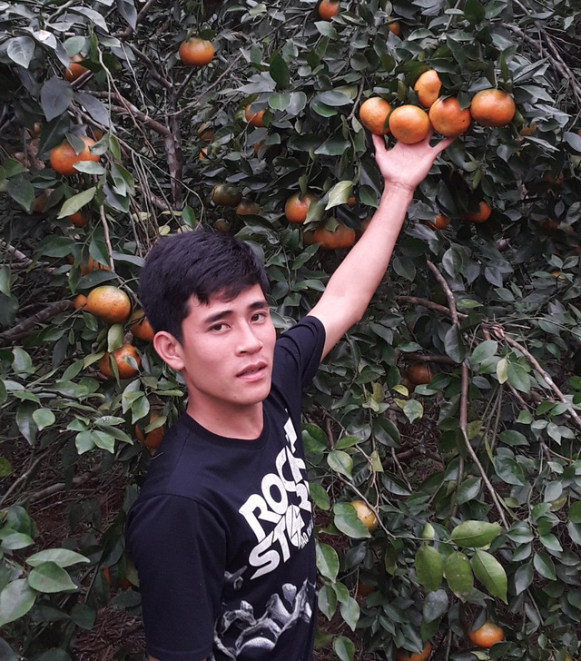 Theo anh Cao Phúc Bảo chủ trại cam bù ở thôn 5, xã Sơn Trường năm nay do thời tiết nắng ấm nên cam được mùa hơn năm ngoái, trung bình mỗi cây có hơn 200 quả.