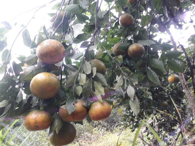 Cam bù mang lại hiệu quả kinh tế khá cao nên cam bù ngày càng được nhiều nông dân huyện Hương Sơn lựa chọn làm cây chủ lực phát triển kinh tế...