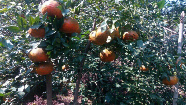 Ông Trần Ngọc Kiên – Chủ tịch xã Sơn Mai cho biết: “Toàn xã có 270 hộ trồng cam với 284ha. Năm 2018 số lượng cam trong xã xuất ra thị trường 1500 tấn.
