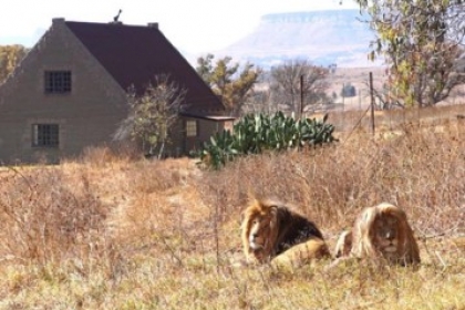 Nhà nghỉ thả 77 con sư tử đi lại xung quanh ở Nam Phi