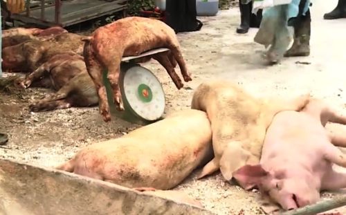 Đàn lợn 35 con của gia đình ông Vũ Văn Đạt ở xã Chính Mỹ, huyện Thủy Nguyên (Hải Phòng) chết do mắc bệnh dịch tả lợn Châu Phi.