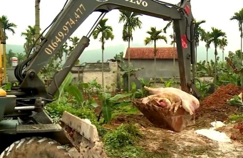 Toàn bộ số lợn nhiễm bệnh chết đã được nhà chức trách phối hợp cùng gia đình ông Đạt chôn lấp tại chỗ. 