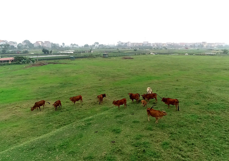 Hà Nội ngàn tỷ chôn vùi: Đau lòng siêu đô thị chỉ để nuôi vịt, thả bò