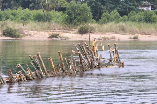 Hàng cọc tre do người dân đóng trên sông Bồ để ngăn tàu thuyền khai thác cát. Ảnh : Võ Thạnh