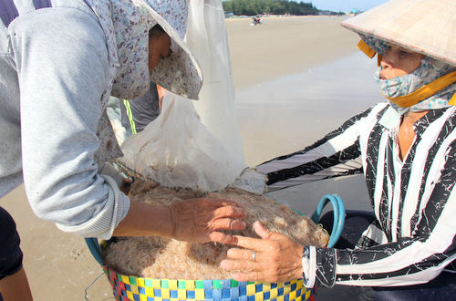 Ruốc dạt vào dày đặc sát bờ biển Vũng Tàu. Ảnh: Nguyễn Khoa