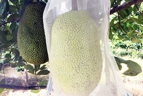 Một trái mít Thái hơn chục kg được nông dân ở huyện Châu Thành, Hậu Giang bao lưới. Ảnh: Cửu Long.
