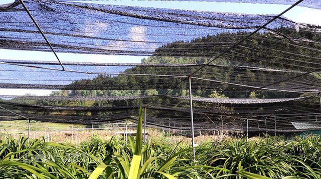 Vườn địa lan Trần Mộng nhà anh Thuận được làm lưới che ánh nắng để tránh rụng hoa