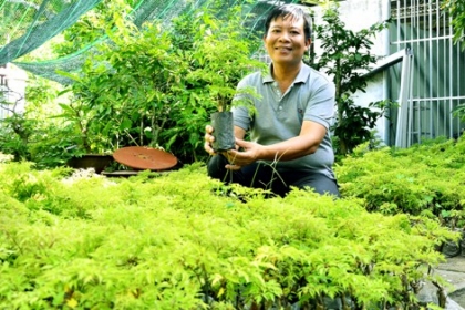 Khu vườn đinh lăng 10.000 cây đem lại khoản thu hàng trăm triệu cho ông chủ