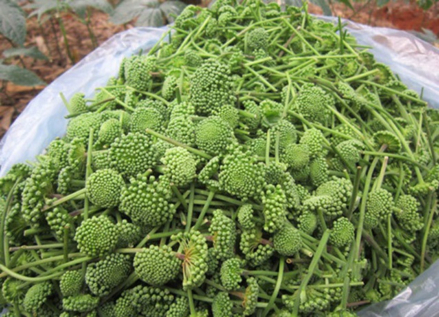 Dân Việt “xếp hàng” chờ cả tuần để đặt mua nụ của loài hoa này về làm rau ăn - Ảnh 4.