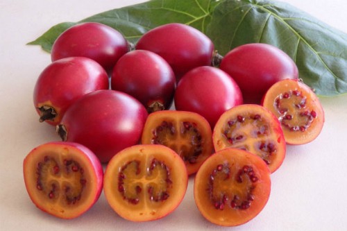 Cà chua thân gỗ vỏ dày, hạt to hơn những loại thông thường.