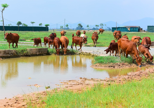 Một dự án chậm triển khai tại huyện Mê Linh. Ảnh: Giang Huy.