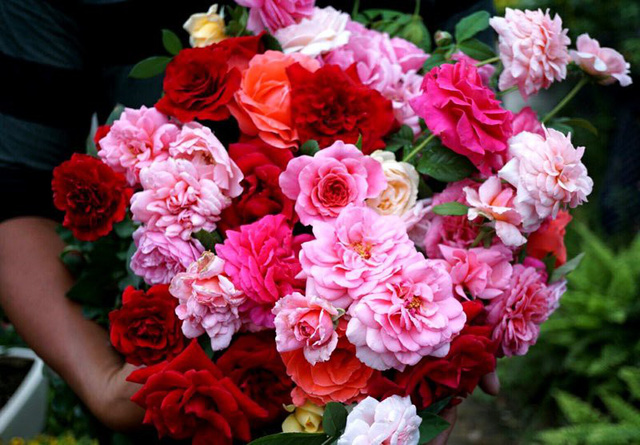   Dịp này các chủ vườn hoa hồng ngoại cũng tranh thủ cắt hoa bán 
