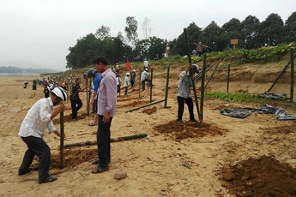 Người dân Quảng Nam trồng tre chống sạt lở đất ven sông
