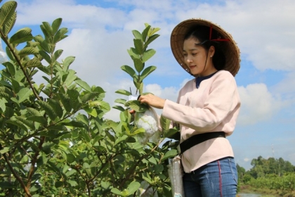 Hot girl 9X Đồng Tháp về quê trồng ổi Mỹ, mỗi năm bán 90 tấn trái thu về hàng trăm triệu