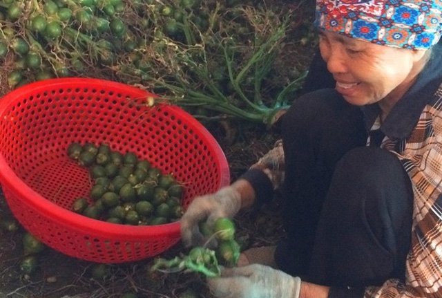 Ngôi làng ở Hải Phòng trồng loại quả bán sang Trung Quốc thu 1.000 tỷ - Ảnh 3.