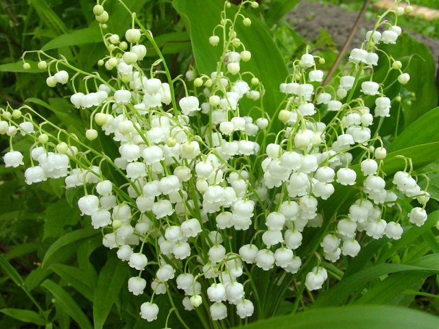  Hoa Linh Lan hay Lan Chuông (có tên khoa học là Convallaria majalis), trước đây được xem là loài duy nhất trong chi Convallaria thuộc một họ thực vật có hoa là họ Ruscaceae. Linh Lan có nguồn gốc trong khu vực ôn đới mát của Bắc bán cầu tại châu Á, châu Âu và Bắc Mỹ. 