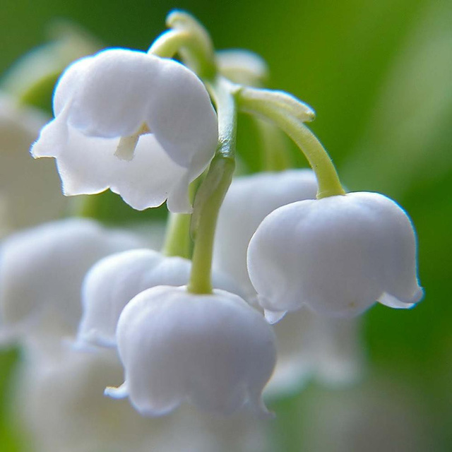 Tuy nhiên, loài hoa bé nhỏ, đáng yêu với những bông hoa trắng nhỏ xíu hình chuông xinh xắn và ngọt ngào mang nhiều ý nghĩa này thực chất chứa độc tố trên toàn bộ thân cây.