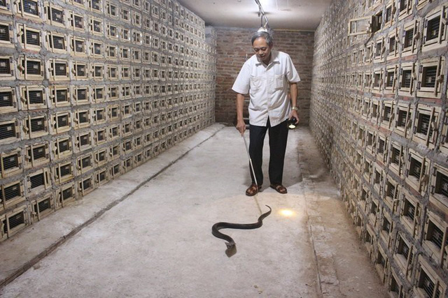 Chăm sóc rắn hổ mang tại một gia đình-thành viên của HTX Chăn nuôi và Chế biến rắn Thịnh Hưng. 