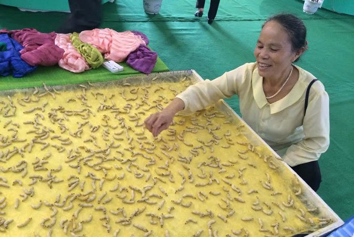 Cụ bà vô đối Việt Nam: Luyện tằm tự dệt chăn tơ, bắt cọng sen 'nhả' lụa