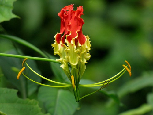  Hoa lily lửa chỉ được tìm thấy ở khu vực Nam Phi và Châu Á hiện nay. 