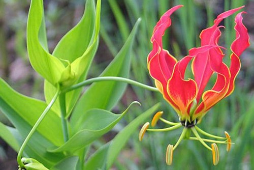  Không chỉ hiếm, loài hoa này còn có kiểu dáng độc đáo, màu sắc sặc sỡ chói mắt với cánh đỏ rực rỡ, phần trong của cánh màu vàng xen kẽ đen. Những cánh hoa cong cong duyên dáng và tinh tế. 