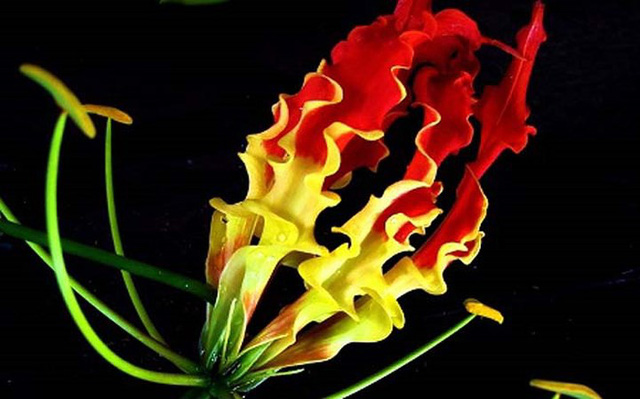 Đặc biệt, quá trình phát triển của loài Gloriosa Lily không hề dễ dàng. 