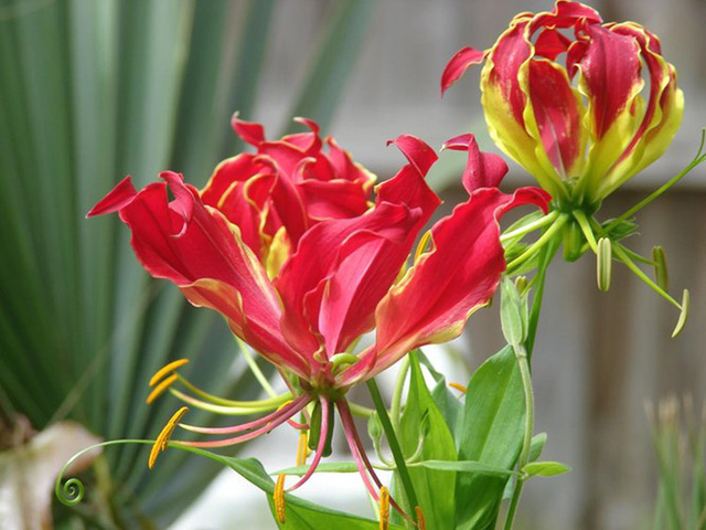  Một gốc hoa Lily lửa có giá từ 5-10 USD (khoảng 115.000 - 240.000 đồng). 