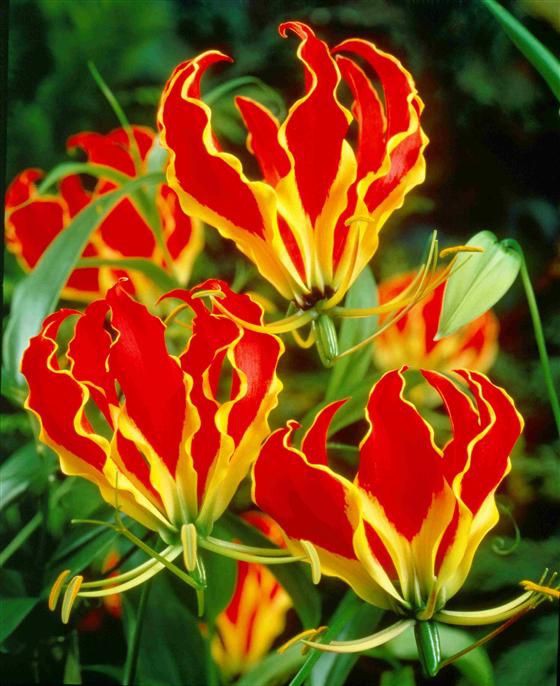  Ở Nigeria chất độc từ cây Lily lửa được sử dụng để tẩm vào mũi tên. Trong khi ở Ấn Độ, củ loài cây này còn được người dân ở một số nơi đặt lên cửa sổ để đuổi loài rắn độc ra xa khu vực nhà ở. 