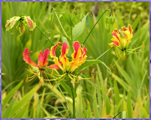  Lily lửa còn là quốc hoa của Zimbawe. Hiện cây hoa này đang được ứng dụng nhiều trong y học. Tình trạng khai thác quá mức cây Lily lửa ở một số nơi như ở Sri Lanka và Orissa (Ấn Độ) khiến loài hoa độc này đang trở nên khan hiếm và có nguy cơ tuyệt chủng. 