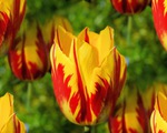 Chiêm ngưỡng loài hoa tulip thuần chủng có nguồn gốc từ thế kỷ 17 giá cực đắt đỏ