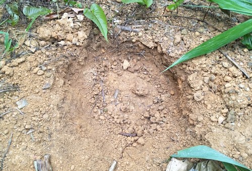 Dấu bước chân voi mà cán bộ rừng phòng hộ huyện Anh Sơn ghi nhận hai ngày trước tại xã Phúc Sơn. Ảnh: CTV.