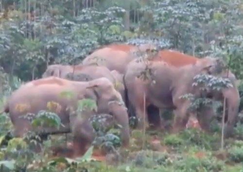 Đàn voi 6 con từng xuất hiện tại huyện Thanh Chương năm 2016 được cơ quan chức năng ghi hình.
