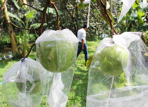  Trái vú sữa được bao bằng túi nylon chống ruồi vàng. Ảnh: Hoàng Nam. 