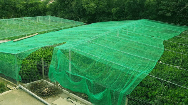   Hệ thống nhà lưới bảo vệ vườn trầu của gia đình ông Thái cho thu nhập cao 