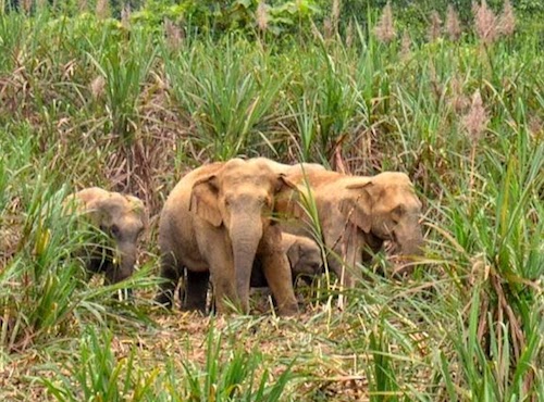Đàn voi rừng ở vườn quốc gia Pù Mát trong một lần về phá ruộng mía của người dân.