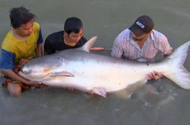  Năm 2012, lần đầu tiên ngư dân ở An Giang bắt được con cá tra dầu nặng 72kg từ sông Hậu. Ảnh: Internet 