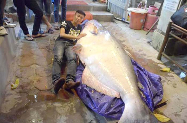  Tháng 12/2016, một ngư dân đánh bắt ở Biển Hồ (Campuchia) đã bắt được con cá tra dầu nặng 280kg, dài 2,5m. Ảnh: Fanpage nhà hàng/Kienthuc.net 