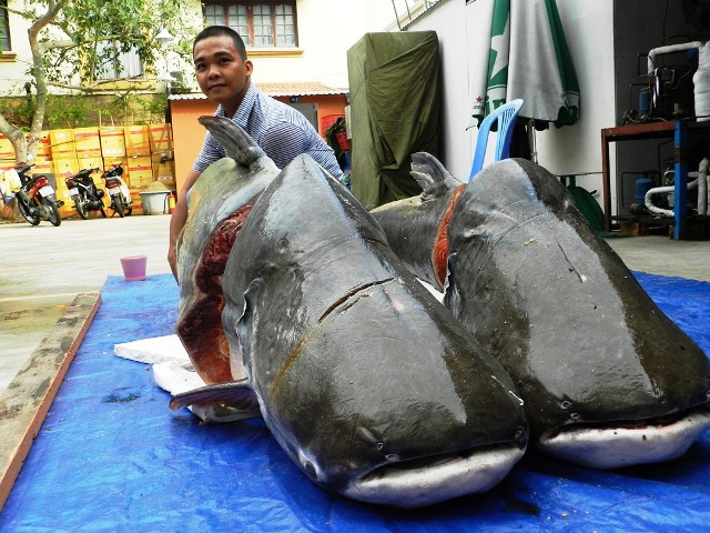  Cặp cá tra “khủng” nặng gần 400kg bắt trên dòng sông Mê Kông đoạn chảy qua nước Lào được một nhà hàng ở Sài Gòn mua. Ảnh: Danviet.vn 