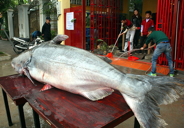  Con cá tra dầu nặng hơn 1,6 tạ và dài 2,3m do ngư dân Campuchia bắt trên sông Mê Kông đã được chủ một cửa hàng ở Hà Nội mua về đầu năm 2018. Ảnh: Danviet.vn 