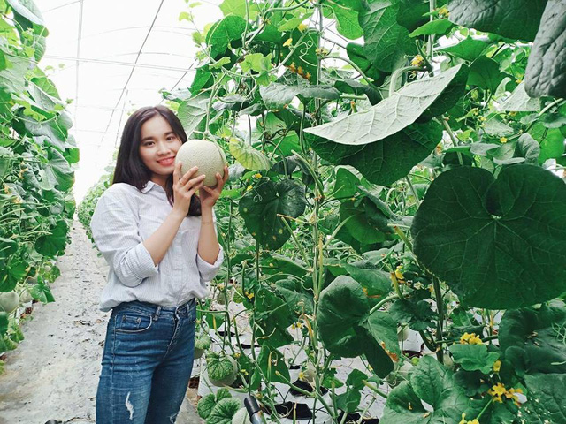  Mô hình trồng dưa lưới trong nhà màng của chị Nguyễn Thị Mai Khương thu hút khá đông khách tham quan. 