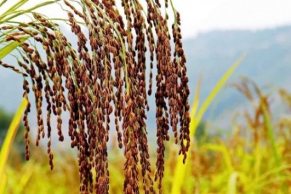 Giống lúa nếp hạt cau đặt sản giàu dinh dưỡng giá trị cao