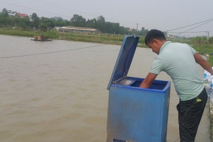 8X Ninh Bình bỏ việc ngân hàng về quê nuôi cá, kiếm 500 triệu/năm
