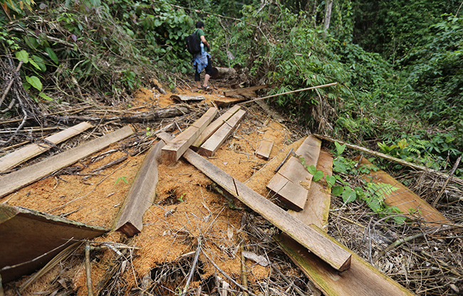 Nhiều phách gỗ được cưa xẻ nằm lại trong rừng. Ảnh: Đắc Thành.