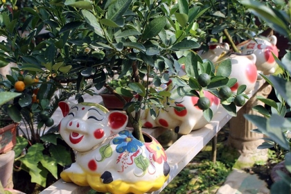 Heo vàng 5 triệu cõng quất bonsai chào tết Đinh Hợi 2019